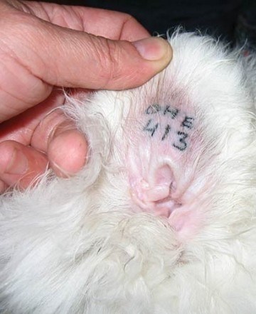 Исчерпывающая информация о процессе чипирования и клеймении животных, предоставляемая компанией 24Tail