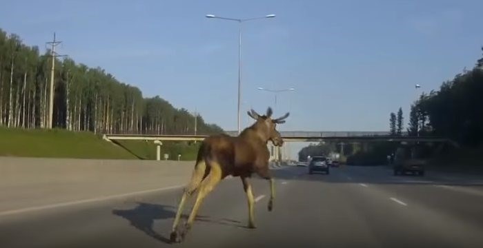 Что делать, если я совершил наезд на лося? Каков размер штрафа и как избежать наказания?