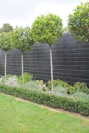 Какие виды деревьев могут быть посажены вдоль ограды на участке?