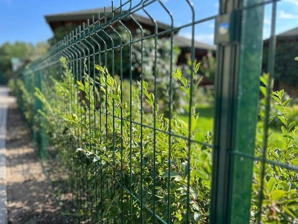 В каком месте следует размещать растения отделенные от ограды?