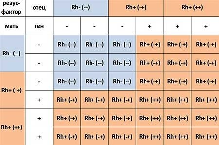 rezus-faktor.jpg