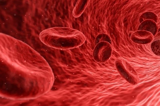 Первая кровеносная группа является наиболее распространенной среди всех.