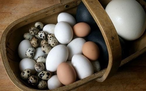 Изменение времени использования яиц в своей оболочке